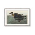 Picture of Vintage Scoter Duck _GroupedProduct_Rectangle_Landscape_Framed_Matted_