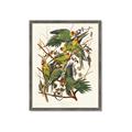 Picture of Vintage Carolina Parrot _GroupedProduct_Rectangle_Portrait_Framed_Matted_