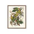 Picture of Vintage Carolina Parrot _GroupedProduct_Rectangle_Portrait_Framed_Matted_
