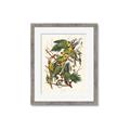 Picture of Vintage Carolina Parrot _GroupedProduct_Rectangle_Portrait_Framed_Matted_