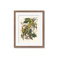 Picture of Vintage Carolina Parrot _GroupedProduct_Rectangle_Portrait_Framed_Matted_