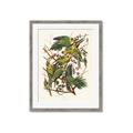 Picture of Vintage Carolina Parrot _GroupedProduct_Rectangle_Portrait_Framed_Matted_