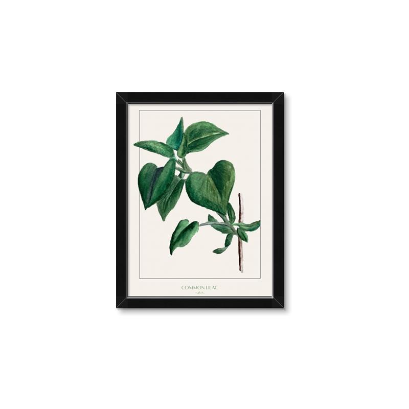 Picture of Nostalgic Green Lilac Leaves _GroupedProduct_Rectangle_Portrait_Framed_Matted_