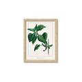 Picture of Nostalgic Green Lilac Leaves _GroupedProduct_Rectangle_Portrait_Framed_Matted_