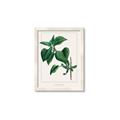 Picture of Nostalgic Green Lilac Leaves _GroupedProduct_Rectangle_Portrait_Framed_Matted_