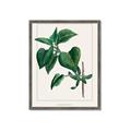 Picture of Nostalgic Green Lilac Leaves _GroupedProduct_Rectangle_Portrait_Framed_Matted_