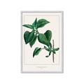 Picture of Nostalgic Green Lilac Leaves _GroupedProduct_Rectangle_Portrait_Framed_Matted_