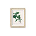 Picture of Nostalgic Green Lilac Leaves _GroupedProduct_Rectangle_Portrait_Framed_Matted_