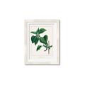 Picture of Nostalgic Green Lilac Leaves _GroupedProduct_Rectangle_Portrait_Framed_Matted_