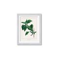 Picture of Nostalgic Green Lilac Leaves _GroupedProduct_Rectangle_Portrait_Framed_Matted_