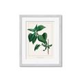 Picture of Nostalgic Green Lilac Leaves _GroupedProduct_Rectangle_Portrait_Framed_Matted_