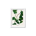 Picture of Nostalgic Green Murgrona Leaves _GroupedProduct_Rectangle_Portrait_Framed_Matted_