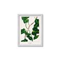 Picture of Nostalgic Green Murgrona Leaves _GroupedProduct_Rectangle_Portrait_Framed_Matted_