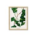 Picture of Nostalgic Green Murgrona Leaves _GroupedProduct_Rectangle_Portrait_Framed_Matted_