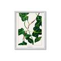 Picture of Nostalgic Green Murgrona Leaves _GroupedProduct_Rectangle_Portrait_Framed_Matted_