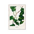 Picture of Nostalgic Green Murgrona Leaves _GroupedProduct_Rectangle_Portrait_Framed_Matted_