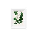 Picture of Nostalgic Green Murgrona Leaves _GroupedProduct_Rectangle_Portrait_Framed_Matted_