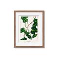 Picture of Nostalgic Green Murgrona Leaves _GroupedProduct_Rectangle_Portrait_Framed_Matted_