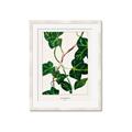 Picture of Nostalgic Green Murgrona Leaves _GroupedProduct_Rectangle_Portrait_Framed_Matted_