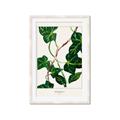 Picture of Nostalgic Green Murgrona Leaves _GroupedProduct_Rectangle_Portrait_Framed_Matted_