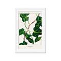Picture of Nostalgic Green Murgrona Leaves _GroupedProduct_Rectangle_Portrait_Framed_Matted_