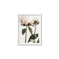 Picture of Romantic Blur Peony IV _GroupedProduct_Rectangle_Portrait_Photography _GroupedProduct_Rectangle_Portrait_Framed_Matted_