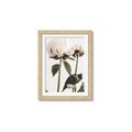 Picture of Romantic Blur Peony IV _GroupedProduct_Rectangle_Portrait_Photography _GroupedProduct_Rectangle_Portrait_Framed_Matted_
