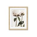 Picture of Romantic Blur Peony IV _GroupedProduct_Rectangle_Portrait_Photography _GroupedProduct_Rectangle_Portrait_Framed_Matted_