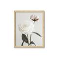 Picture of Romantic Blur Peony III _GroupedProduct_Rectangle_Portrait_Photography _GroupedProduct_Rectangle_Portrait_Framed_Matted_