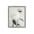 Picture of Romantic Blur Peony III _GroupedProduct_Rectangle_Portrait_Photography _GroupedProduct_Rectangle_Portrait_Framed_Matted_