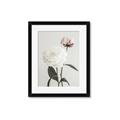 Picture of Romantic Blur Peony III _GroupedProduct_Rectangle_Portrait_Photography _GroupedProduct_Rectangle_Portrait_Framed_Matted_