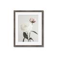 Picture of Romantic Blur Peony III _GroupedProduct_Rectangle_Portrait_Photography _GroupedProduct_Rectangle_Portrait_Framed_Matted_