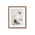 Picture of Romantic Blur Peony III _GroupedProduct_Rectangle_Portrait_Photography _GroupedProduct_Rectangle_Portrait_Framed_Matted_