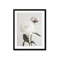 Picture of Romantic Blur Peony III _GroupedProduct_Rectangle_Portrait_Photography _GroupedProduct_Rectangle_Portrait_Framed_Matted_