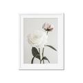 Picture of Romantic Blur Peony III _GroupedProduct_Rectangle_Portrait_Photography _GroupedProduct_Rectangle_Portrait_Framed_Matted_