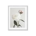 Picture of Romantic Blur Peony III _GroupedProduct_Rectangle_Portrait_Photography _GroupedProduct_Rectangle_Portrait_Framed_Matted_