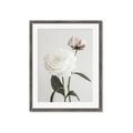 Picture of Romantic Blur Peony III _GroupedProduct_Rectangle_Portrait_Photography _GroupedProduct_Rectangle_Portrait_Framed_Matted_
