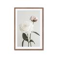Picture of Romantic Blur Peony III _GroupedProduct_Rectangle_Portrait_Photography _GroupedProduct_Rectangle_Portrait_Framed_Matted_