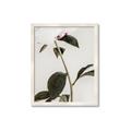 Picture of Romantic Blur Peony II _GroupedProduct_Rectangle_Portrait_Photography _GroupedProduct_Rectangle_Portrait_Framed_Matted_