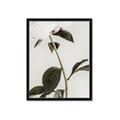 Picture of Romantic Blur Peony II _GroupedProduct_Rectangle_Portrait_Photography _GroupedProduct_Rectangle_Portrait_Framed_Matted_
