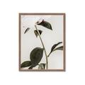 Picture of Romantic Blur Peony II _GroupedProduct_Rectangle_Portrait_Photography _GroupedProduct_Rectangle_Portrait_Framed_Matted_