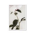 Picture of Romantic Blur Peony II _GroupedProduct_Rectangle_Portrait_Photography _GroupedProduct_Rectangle_Portrait_Framed_Matted_