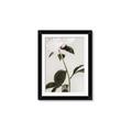 Picture of Romantic Blur Peony II _GroupedProduct_Rectangle_Portrait_Photography _GroupedProduct_Rectangle_Portrait_Framed_Matted_