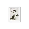Picture of Romantic Blur Peony II _GroupedProduct_Rectangle_Portrait_Photography _GroupedProduct_Rectangle_Portrait_Framed_Matted_