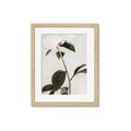 Picture of Romantic Blur Peony II _GroupedProduct_Rectangle_Portrait_Photography _GroupedProduct_Rectangle_Portrait_Framed_Matted_