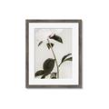 Picture of Romantic Blur Peony II _GroupedProduct_Rectangle_Portrait_Photography _GroupedProduct_Rectangle_Portrait_Framed_Matted_