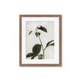 Picture of Romantic Blur Peony II _GroupedProduct_Rectangle_Portrait_Photography _GroupedProduct_Rectangle_Portrait_Framed_Matted_