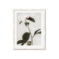 Picture of Romantic Blur Peony II _GroupedProduct_Rectangle_Portrait_Photography _GroupedProduct_Rectangle_Portrait_Framed_Matted_