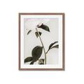Picture of Romantic Blur Peony II _GroupedProduct_Rectangle_Portrait_Photography _GroupedProduct_Rectangle_Portrait_Framed_Matted_
