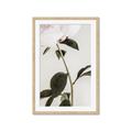 Picture of Romantic Blur Peony II _GroupedProduct_Rectangle_Portrait_Photography _GroupedProduct_Rectangle_Portrait_Framed_Matted_